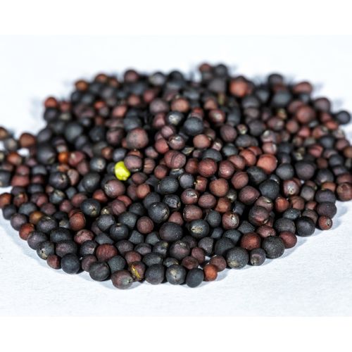 14.00g Heirloom Red Russian Kale Seeds Cold Tolerant Brassica oleracea seeds
