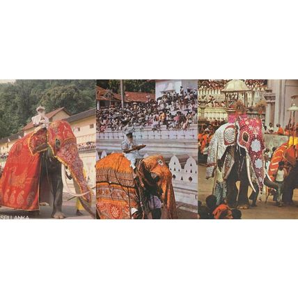 Sri Lanka India 3x Stunning Elephant Procession Carnival Postcard s