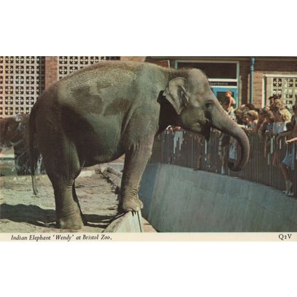 Indian Elephant Wendy At Bristol Zoo Postcard