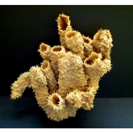 Brown tube sponge sea sponges exotic ocean beach decor