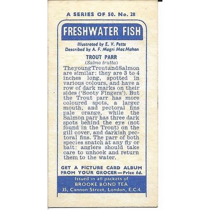 Freshwater Fish 1960 Brooke Bond Tea Card 28 - Trout Parr