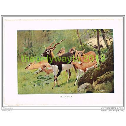 BLACK BUCK, BOOK ILLUSTRATION (PRINT), LYDEKKER, c1916