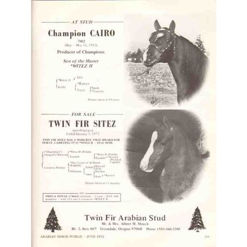 twin fir arabian stud 1972 champion cairo sitez horse vintage ad
