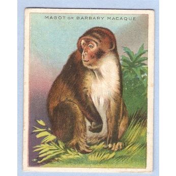 Tobacco Card ~ Company: American Tobacco Company Brand: Hassan Cork Tip Ci~68