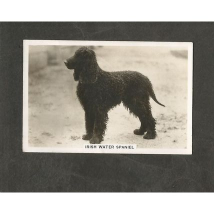 Cigarette Card Senior Service Dogs #27 Irish Water Spaniel