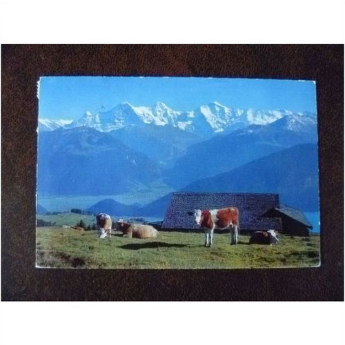 Switzerland Beatenberg 1966 vintage colour postcard Alps mountains Eiger cows