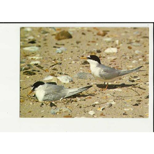 LITTLE TERN Postcard by J.Arthur Dixon (KSB/23017)