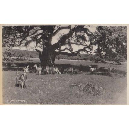 Dyrehaven Denmark Cattle Farm Postcard