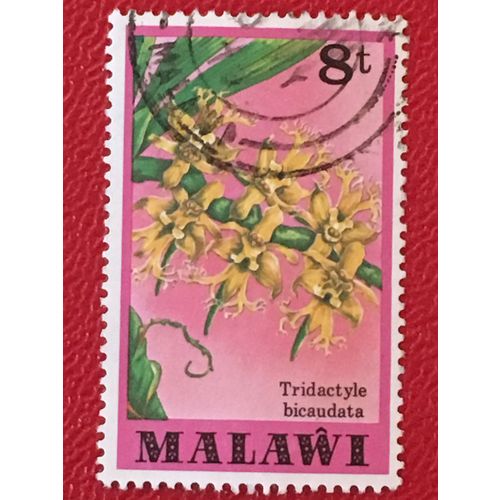 Malawi 1979 8t Tridactyle Bicauda Orchid Used SG 581 Sc 331 postage Stamp flower