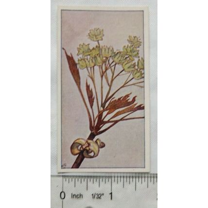 Vintage: Dutch card Jac. P. Thijsse, Lente No. 57 Gewone Ahorn