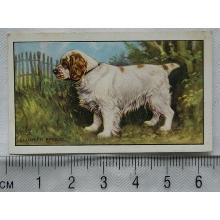 1936 Gallaher Dogs 1st Series No. 26 The Clumberr Spaniel