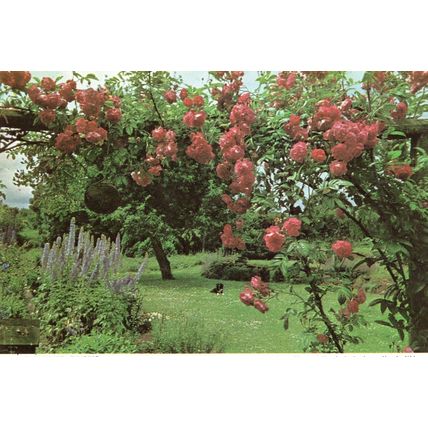Garden at Charing Kent Roses Postcard