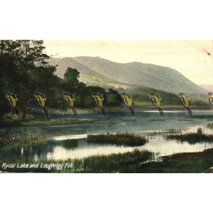 Rydal Lake & Loughrigg Fell, Lake District, 303 JWB Postcard, 1914