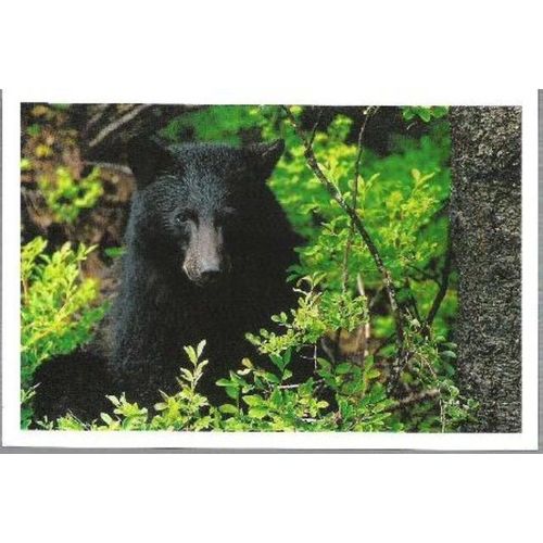 Animal - Black Bear, Vancouver Island, Canada - postcard