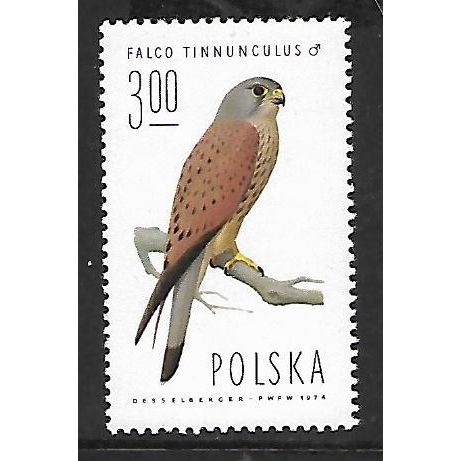POLAND 1975 3z COMMON KESTREL SG2346 U/M MINT