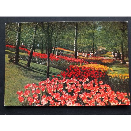 Holland - Tulips In Flower-Keukenhof, Lisse-Colour Postcard-Unused