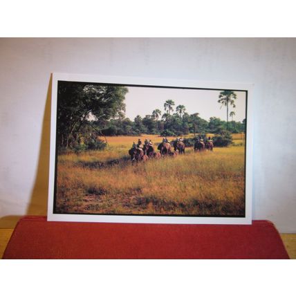 ABU'S CAMP, BOTSWANA, AFRICA unused postcard =