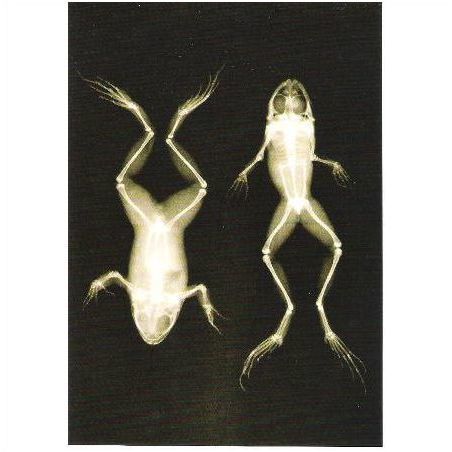Animal - X-Ray photo of frogs, c1896 - modern postcard