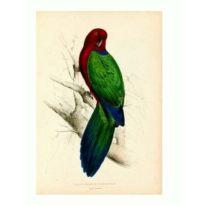 Illustrations of the Family of Psittacidae or Parrots by Edward Lear