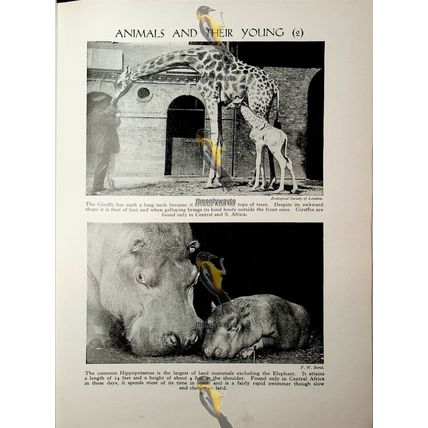 Animals And Their Young (Giraffe & Hippopotamus), Book Illustration, c1960