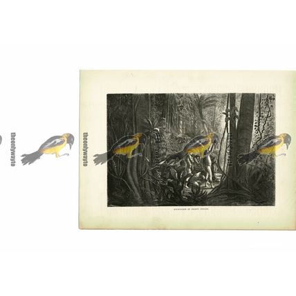 Sun Worship Of Amazonian Indians, Brazil, Book Illustration (Print), c1880