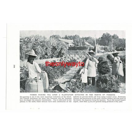 Women Picking Tea, Northern Formosa (Taiwan), Book Illustration (Print), c1920