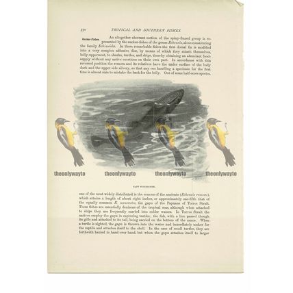 Gapu Sucker-Fish, Animal Book Illustration (Print), c1916