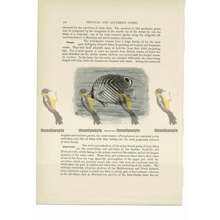 Bristle-Fish, Animal Book Illustration (Print), c1916