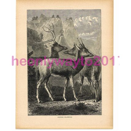 Chinese Elaphure, Victorian Natural History Book Illustration, 1896