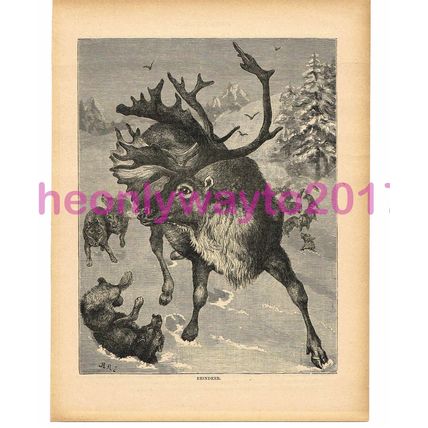 Reindeer, Victorian Natural History Book Illustration, 1896