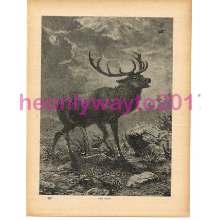 Red Deer, Victorian Natural History Book Illustration, 1896