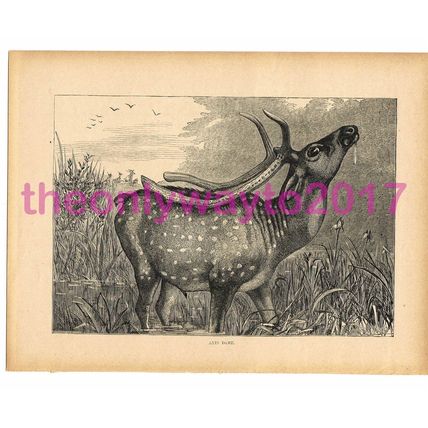 Axis Deer, Victorian Natural History Book Illustration, 1896