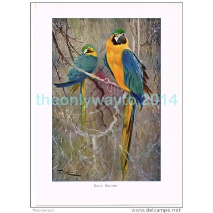 BLUE MACAW, BOOK ILLUSTRATION (PRINT), LYDEKKER, c1916