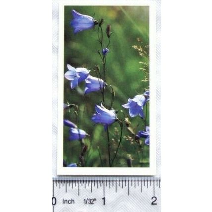 1989 Grandee Britain's Wild Flowers No. 28 Harebell
