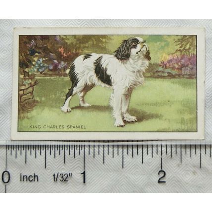 1936 Gallaher Dogs 1st Series No. 5 The King Charles Spaniel