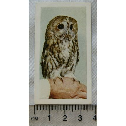 1960 Horniman's Tea card Pets No. 25 Tawny Owl