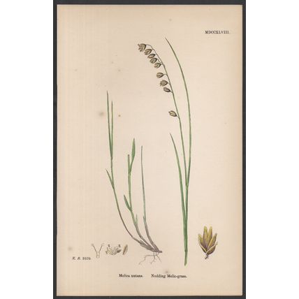 NODDING MELIC-GRASS 1872 John Edward Sowerby PLANT PRINT