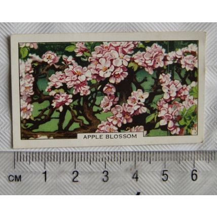 1938 Gallaher's Garden flowers No. 5 Apple Blossom