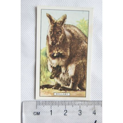 1937 Gallaher Wild Animals No. 35 The Wallaby
