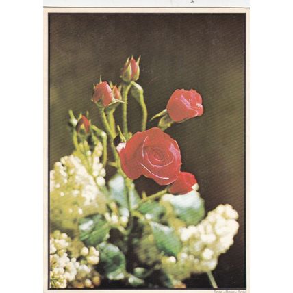 Red Rose Postcard used 1981 VGC