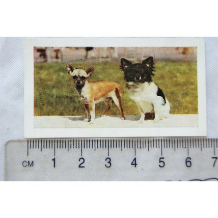 1961 Hornimans Tea Dogs No. 42 Chihuahua