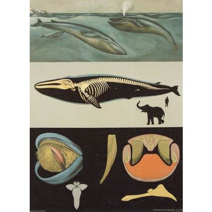 Blue Whale Marine Mammal Old French School Wall Chart Postcard