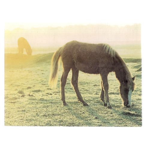 NEW FOREST PONY unused vintage postcard by Richard Kraus =