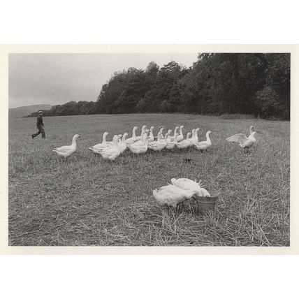 Hungry Manchester Geese Eating in Farm Basket Photo Postcard