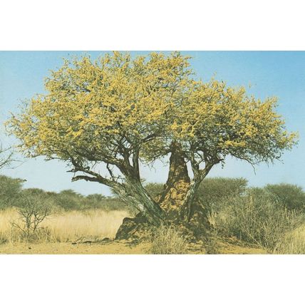 Termite Insect Hill by Bush at Namibia Africa Postcard