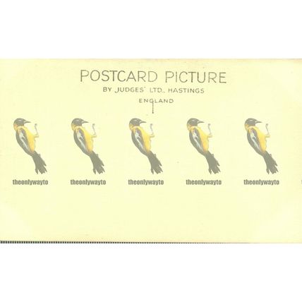 Newquay, Fistral Bay & Golf Links, Cornwall, Judges RP Postcard