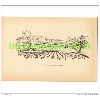 VINEYARDS OF THE MIDDLE VALLESPIR, FRANCE, BOOK PLATE/PRINT BY HELEN KAPP, 1939
