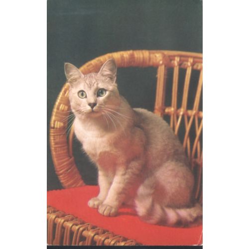 Vintage Salmon PC - Cat On Chair