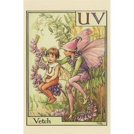 The Vetch Fairy From 1934 Flower Fairies Book Postcard