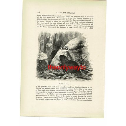 Beavers At Work, Animal Book Illustration (Print), c1916